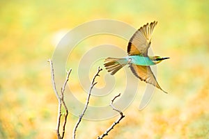 European bee-eater (Merops Apiaster)