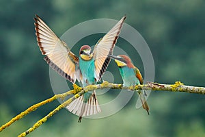 European bee-eater Merops apiaster