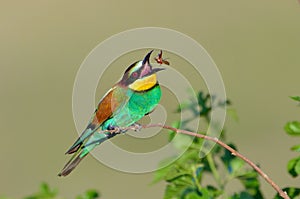 European bee-eater (Merops Apiaster)