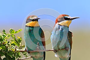 European bee eater (Merops Apiaster)