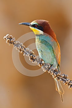 European bee-eater, Merops apiaster