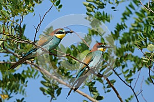 European Bee Eater (Merops Apiaster)