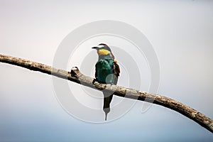 European bee-eater, Merops apiaster