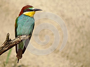 European bee-eater Merops apiaster