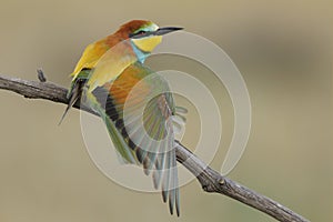 European Bee eater - Merops Apiaster - Abelharuco