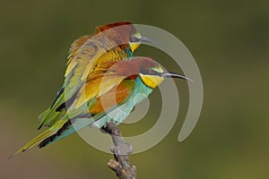 European Bee eater - Merops Apiaster - Abelharuco