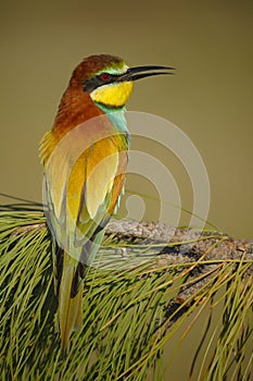 European Bee eater - Merops Apiaster - Abelharuco - bird