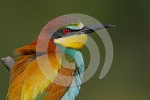 European Bee eater - Merops Apiaster - Abelharuco - bird