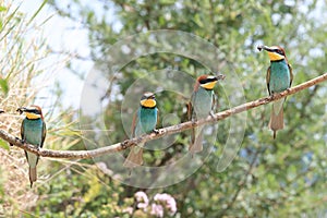 European bee-eater(Merops apiaster) Baden Wuerttemberg,Germany