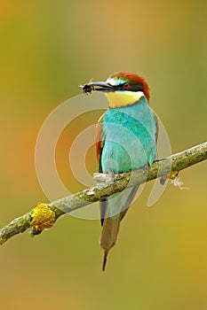 European Bee-eater, Merops apiaster, beautiful bird sitting on the branch with dragonfly in the bill. Action bird scene in the nat