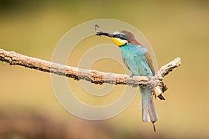 European Bee-eater, Merops apiaster sitting on the branch with insects in beak.