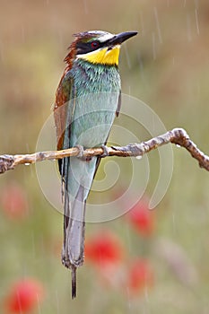 European bee-eater, Merops apiaster, beautiful colored bird