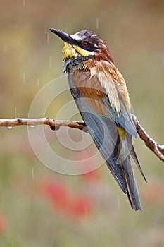 European bee-eater, Merops apiaster, beautiful colored bird