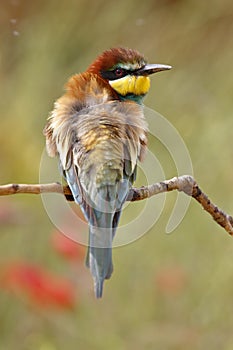 European bee-eater, Merops apiaster, beautiful colored bird