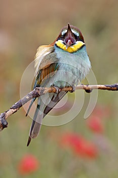 European bee-eater, Merops apiaster, beautiful colored bird