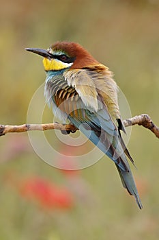 European bee-eater, Merops apiaster, beautiful colored bird