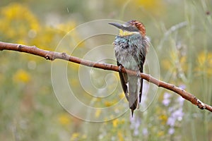 European bee-eater, Merops apiaster, beautiful colored bird