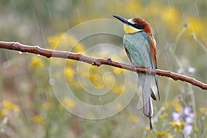 European bee-eater, Merops apiaster, beautiful colored bird