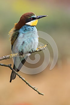 European bee-eater, Merops apiaster, beautiful colored bird