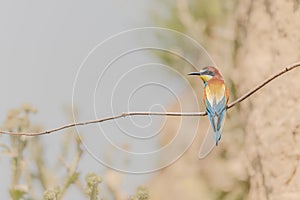 European bee-eater (Merops apiaster) on a branch