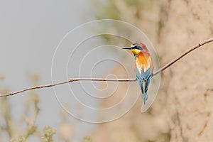 European bee-eater (Merops apiaster) on a branch