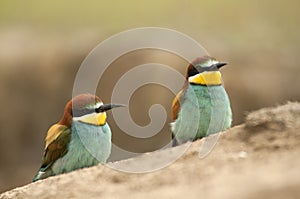 European bee-eater Merops apiaster, couple perched