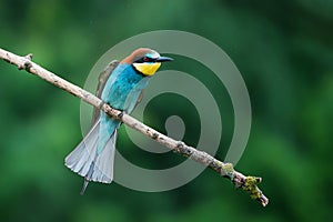 European bee-eater (Merops apiaster) detail portrait