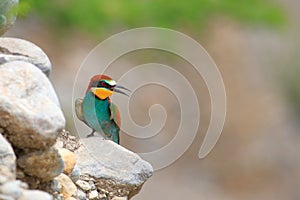 European bee-eater Merops apiaster, exotic colorful bird