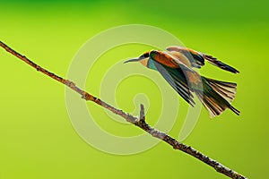The European bee-eater (Merops apiaster) in flight above the branch