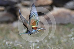 European bee-eater Merops apiaster
