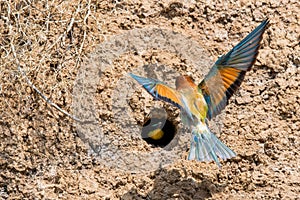 European Bee-eater or Merops apiaster on ground near hole nest