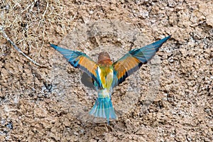 European Bee-eater or Merops apiaster on ground near hole nest