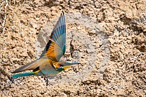 European Bee-eater or Merops apiaster on ground near hole nest