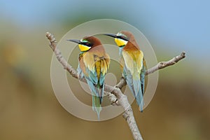 European bee-eater (Merops Apiaster) outdoor