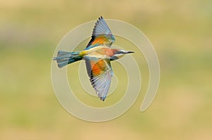 European bee-eater (Merops Apiaster) outdoor