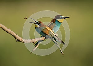 European Bee Eater Merops apiaster, pair perched o