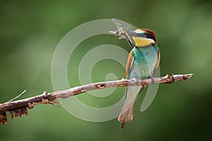 European Bee-Eater Merops apiaster perched on branch