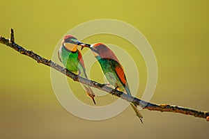 The European bee-eater (Merops apiaster) it\'s fighting over insects