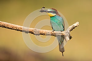 Európsky včelár, Merops apiaster, sediaci na konári s hmyzom v zobáku.