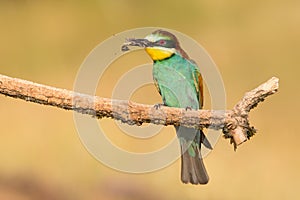 European Bee-eater, Merops apiaster sitting on the branch with insects in beak.