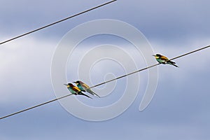 European bee-eater, Merops apiaster sitting on a power line at Parque Natural do Vale do Guadiana in Portugal photo