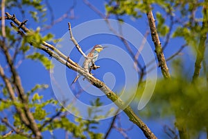 European bee-eater Merops apiaster