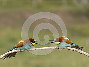 European bee-eater, Merops apiaster