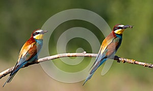 European bee-eater, merops apiaster. Two birds sit on a branch and hold prey in their beaks