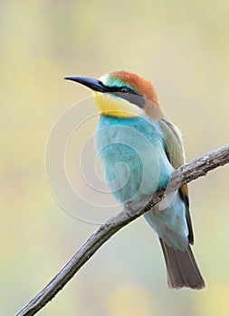 European bee-eater, Merops apiaster. A young bird sits on a branch and gazes into the distance