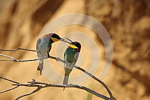 European bee-eater pair feeding