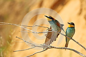 European bee-eater pair practicing on a branch