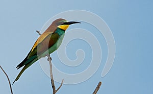 European bee-eater perched on a branch