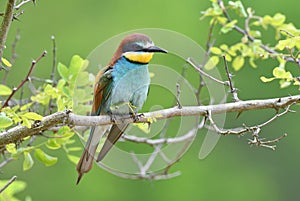 European Bee eater perching on a twig