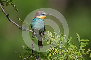 European Bee eater perching on a twig